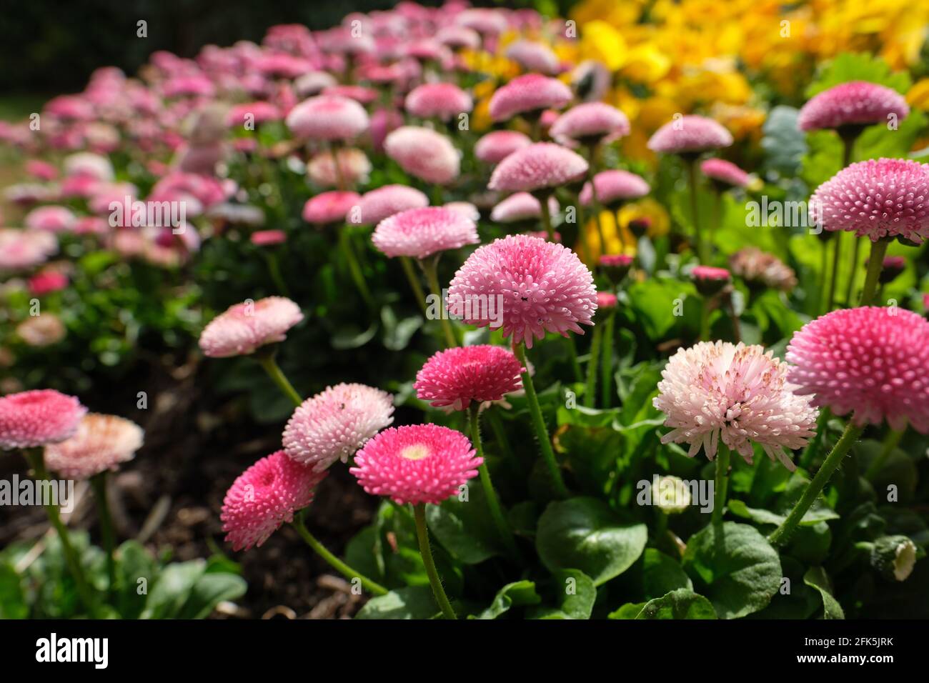 Close-up of Bellis perennis - Pomponette aka English Daisy. Selective