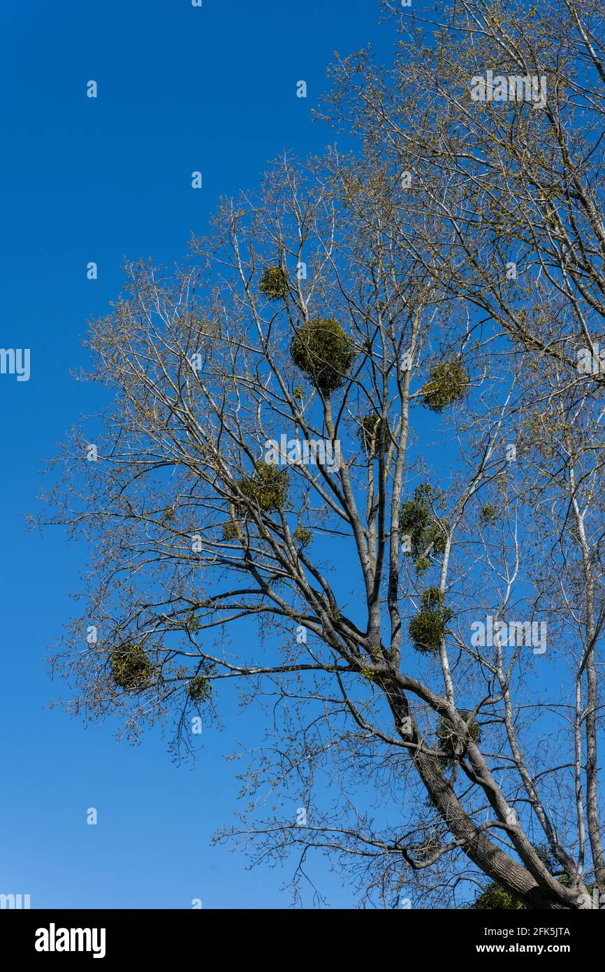 Mistletoe high in tree against blue sky in early spring, Hampshire, England, UK Stock Photo