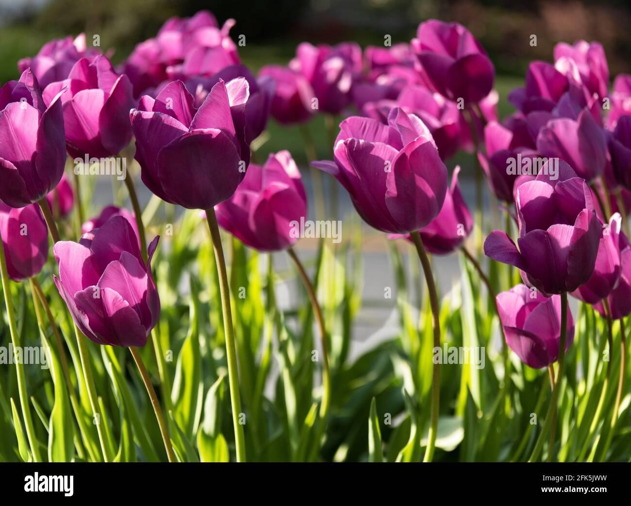 Sunlit Purple Tulips, Tulipa, with Green Leaves During Spring in Lancaster County, PennsylvaniaTulips, Tulipa, Stock Photo