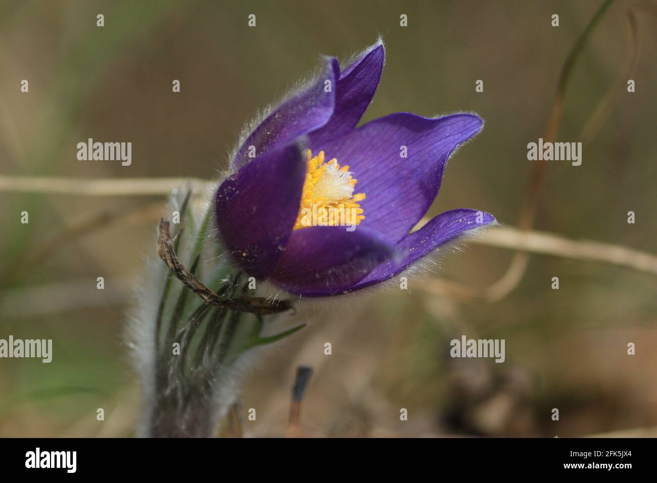 Bent open bud of purple spring flower with orange yellow center on hairy stem closeup outdoors