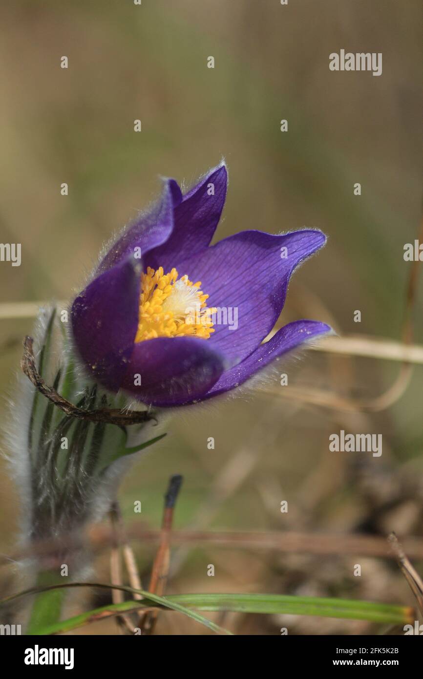 Pulsatilla patens, eastern pasqueflower, spreading anemone. Opened purple bud of spring forest flower with orange yellow center outdoors in springtime Stock Photo