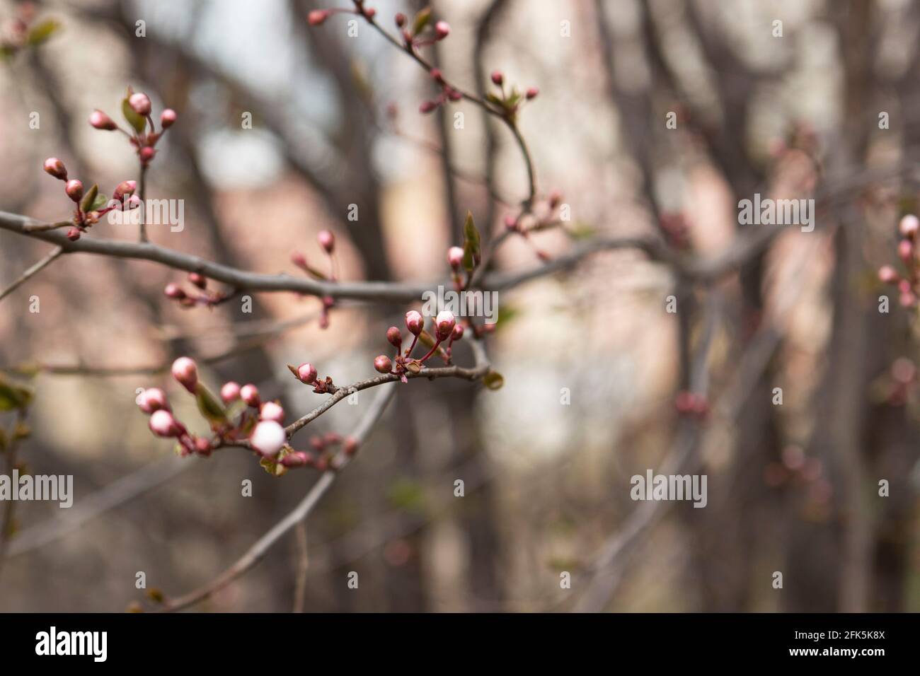 Branches of a blossoming tree against the sky. Cherry plum flowers. Stock Photo