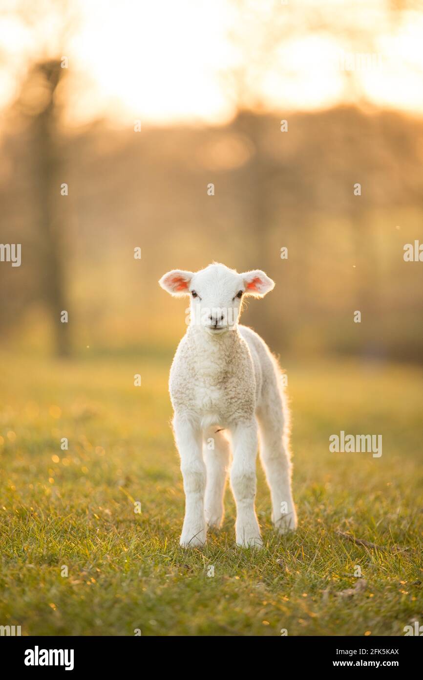 White baby lamb sheep in sunset golden hour light Stock Photo