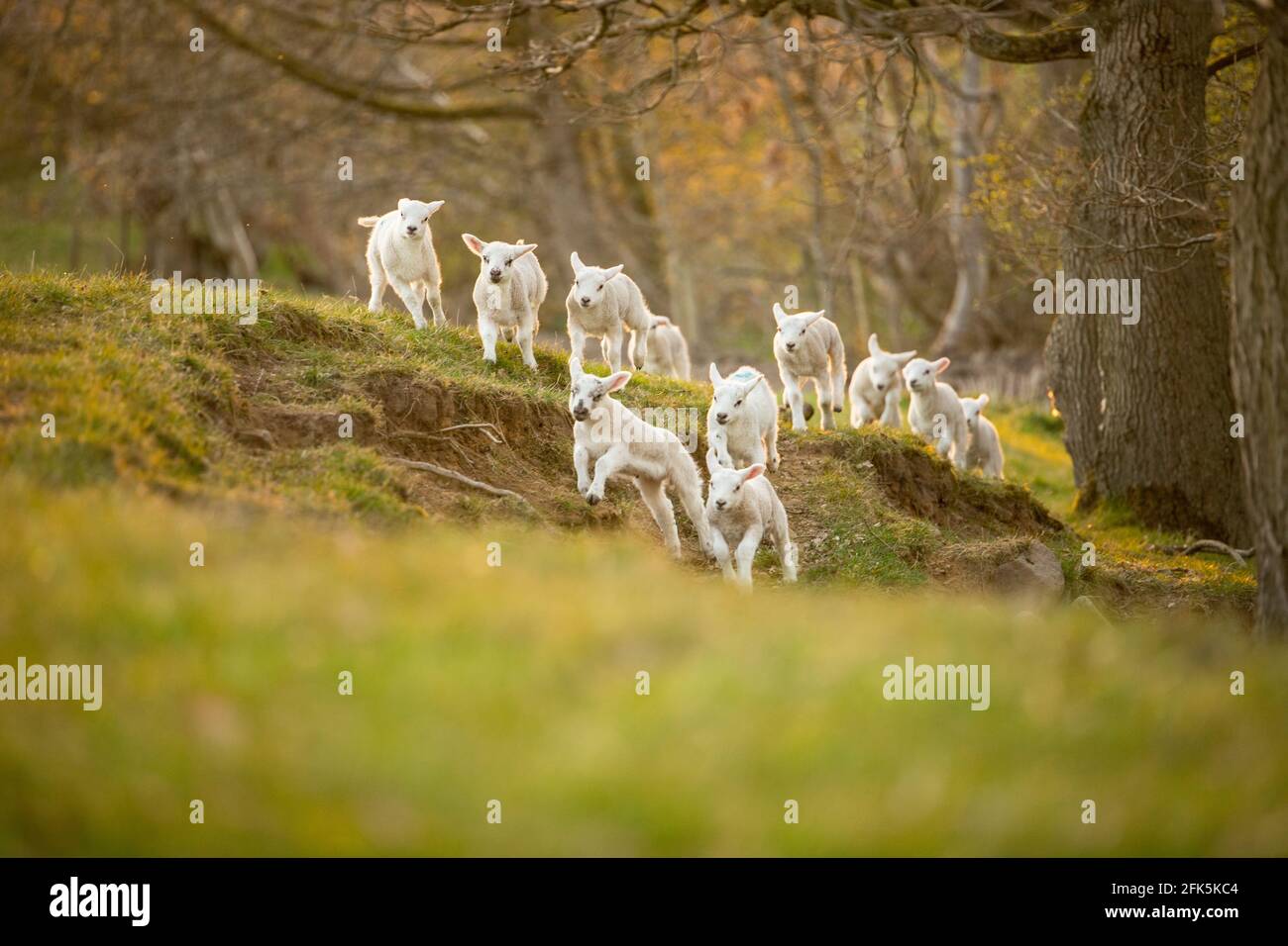 A group of white lambs running through fields and pasture Stock Photo