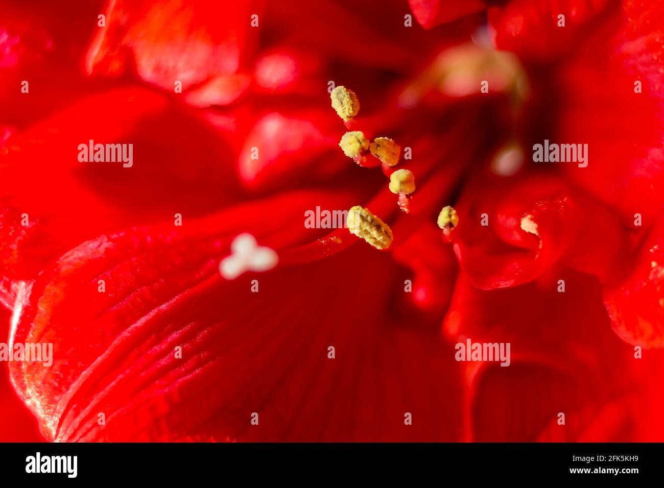 Macro shot of beautiful red bright Amaryllis flowers stamens Stock Photo