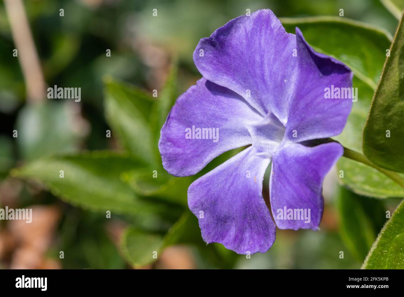 Close up of a greater periwinkle (vinca major) flower in bloom Stock