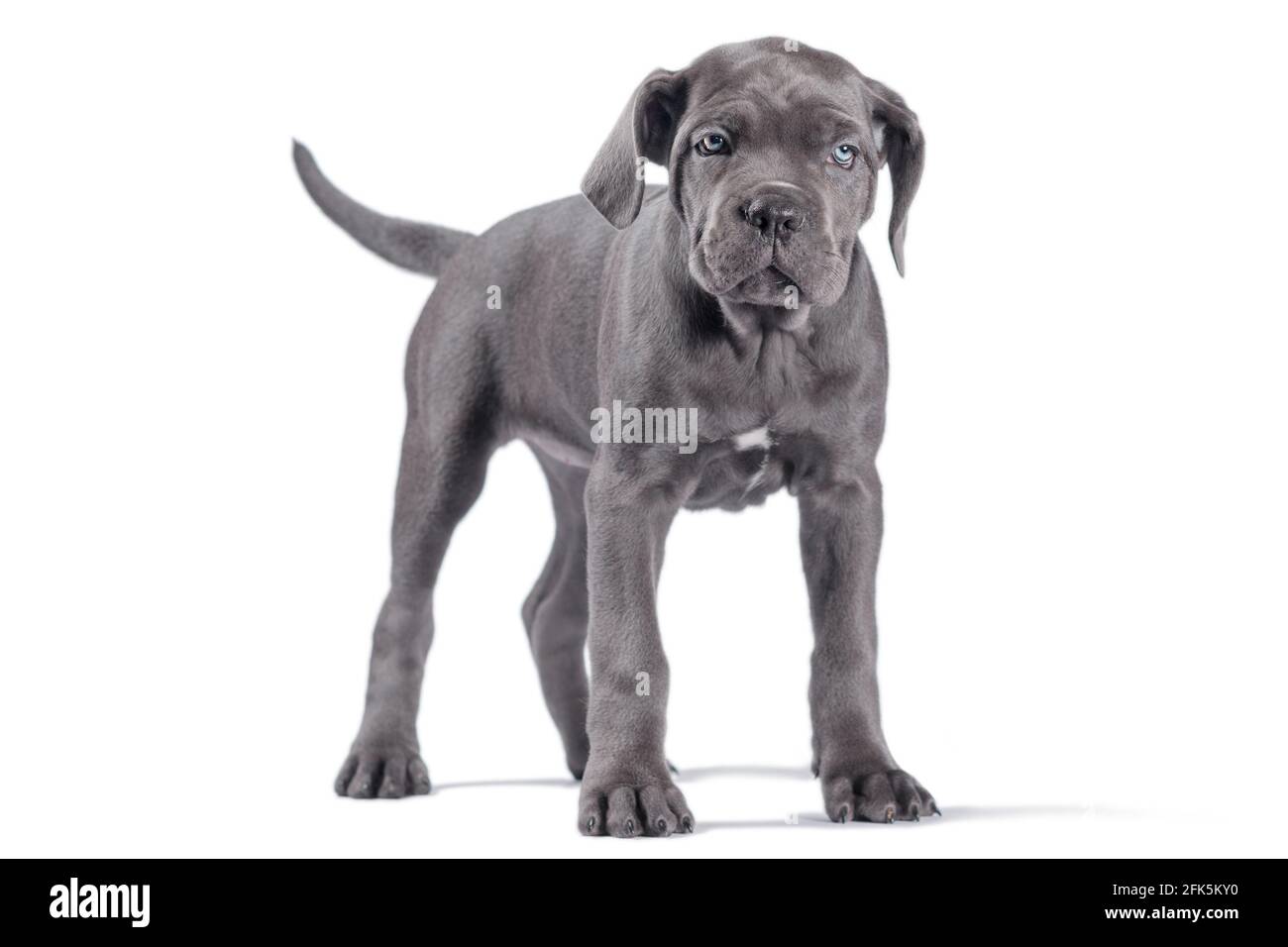 black cane corso puppy looking up on a white background isolated Stock Photo