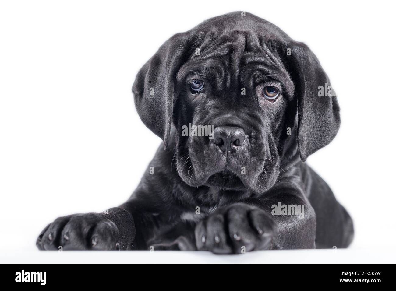 black cane corso puppy looking up on a white background isolated
