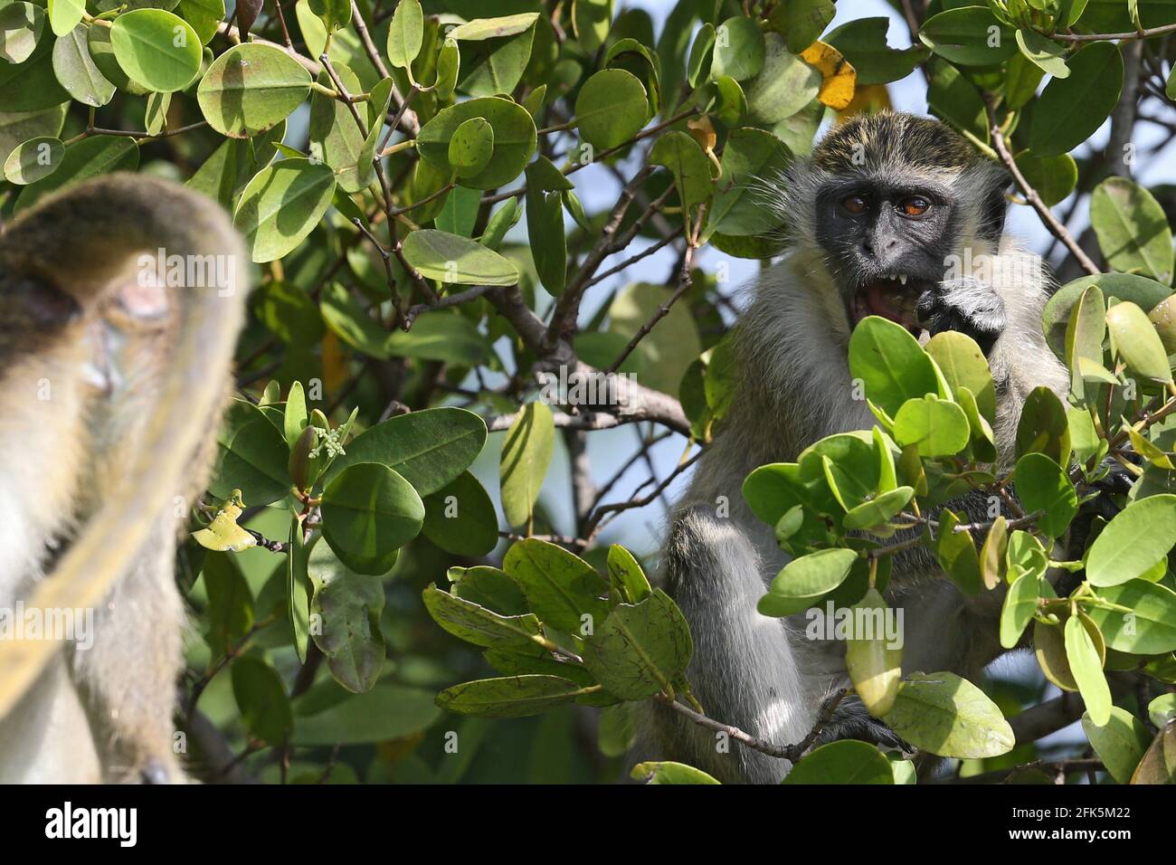 FORT LAUDERDALE, FL - APRIL 28: (No sales New York Post) A large group of Wild Vervet Monkeys (nonnative to Florida but the most common monkey found in Sub-Saharan Africa) were spotted enjoying breakfast near Fort Lauderdale International Airport Rent A Car terminal. These monkeys' ancestors escaped way back in 1948 from a roadside zoo named the Dania Beach Chimpanzee Farm (which used to breed them for research.) and now the monkeys' can be seen eating everything from bags of chips to discarded lightbulbs and trash on April 28, 2021 in Fort Lauderdale, Florida People: Vervet Monkey Stock Photo