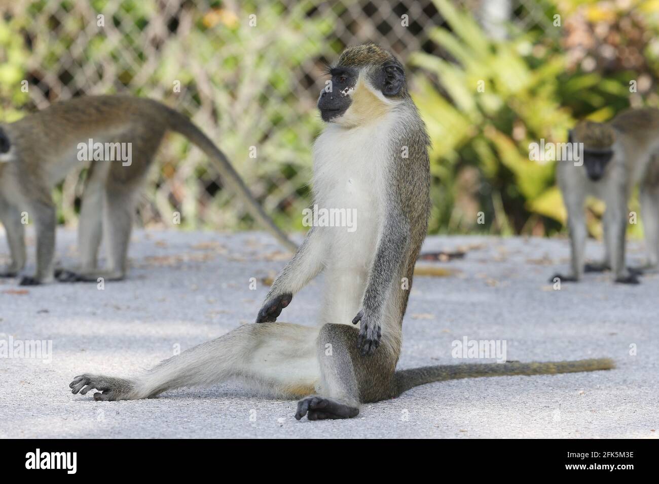 FORT LAUDERDALE, FL - APRIL 28: (No sales New York Post) A large group of  Wild Vervet Monkeys (nonnative to Florida but the most common monkey found  in Sub-Saharan Africa) were spotted