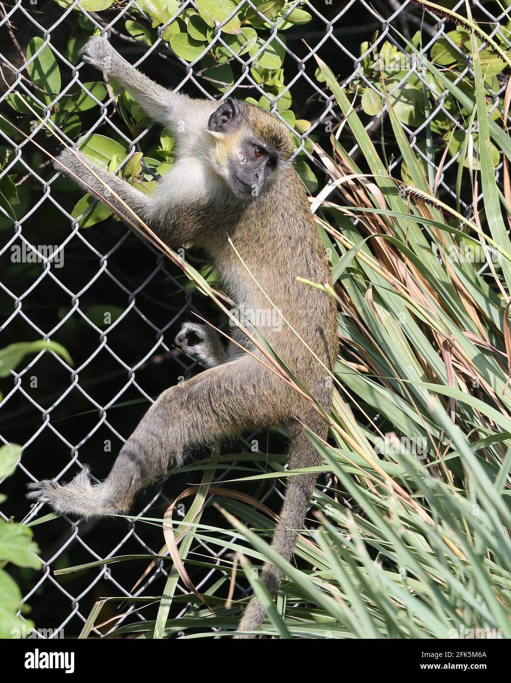 FORT LAUDERDALE, FL - APRIL 28: (No sales New York Post) A large group of Wild Vervet Monkeys (nonnative to Florida but the most common monkey found in Sub-Saharan Africa) were spotted enjoying breakfast near Fort Lauderdale International Airport Rent A Car terminal. These monkeys' ancestors escaped way back in 1948 from a roadside zoo named the Dania Beach Chimpanzee Farm (which used to breed them for research.) and now the monkeys' can be seen eating everything from bags of chips to discarded lightbulbs and trash on April 28, 2021 in Fort Lauderdale, Florida People: Vervet Monkey Stock Photo