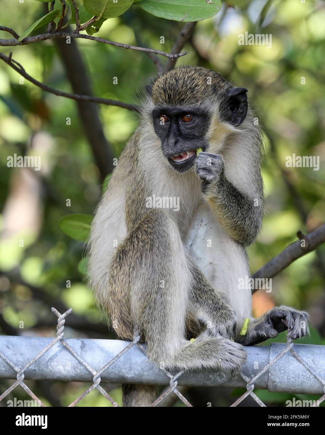 FORT LAUDERDALE, FL - APRIL 28: (No sales New York Post) A large group of Wild Vervet Monkeys (nonnative to Florida but the most common monkey found in Sub-Saharan Africa) were spotted enjoying breakfast near Fort Lauderdale International Airport Rent A Car terminal. These monkeys' ancestors escaped way back in 1948 from a roadside zoo named the Dania Beach Chimpanzee Farm (which used to breed them for research.) and now the monkeys' can be seen eating everything from bags of chips to discarded lightbulbs and trash on April 28, 2021 in Fort Lauderdale, Florida People: Vervet Monkey Stock Photo