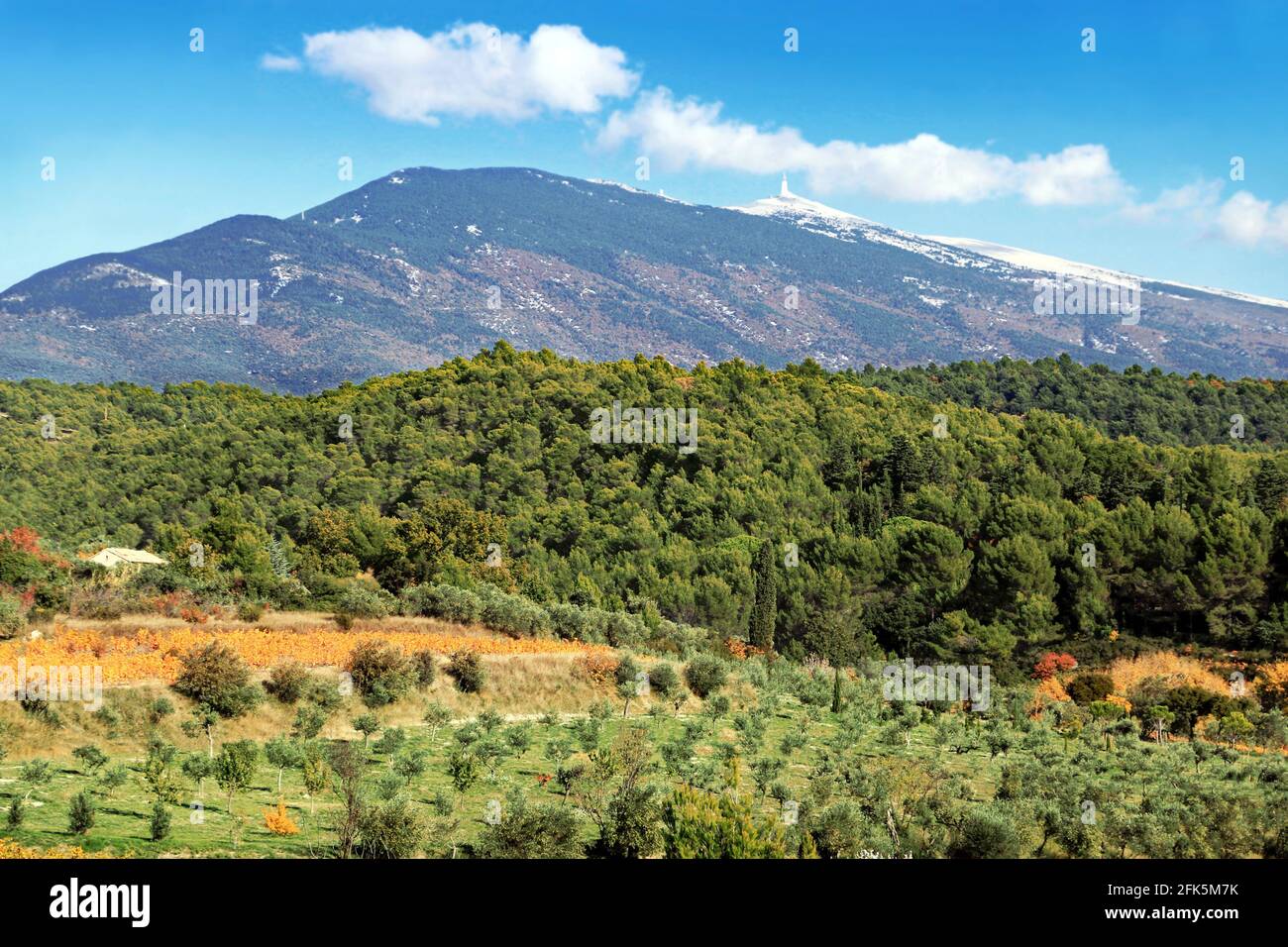 The vineyards in autumn at the foot of Mont Ventoux Stock Photo