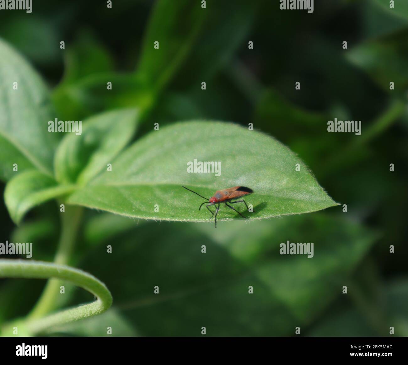 Close up of a red and black color insect on a leaf with the leaf Stock ...