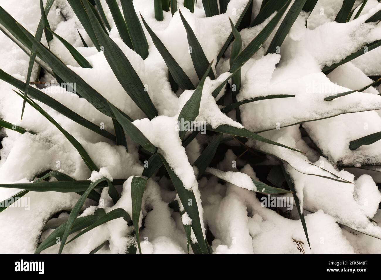 Yucca filamentosa, evergreen shrub and flowering plant covered with snow in the garden Stock Photo