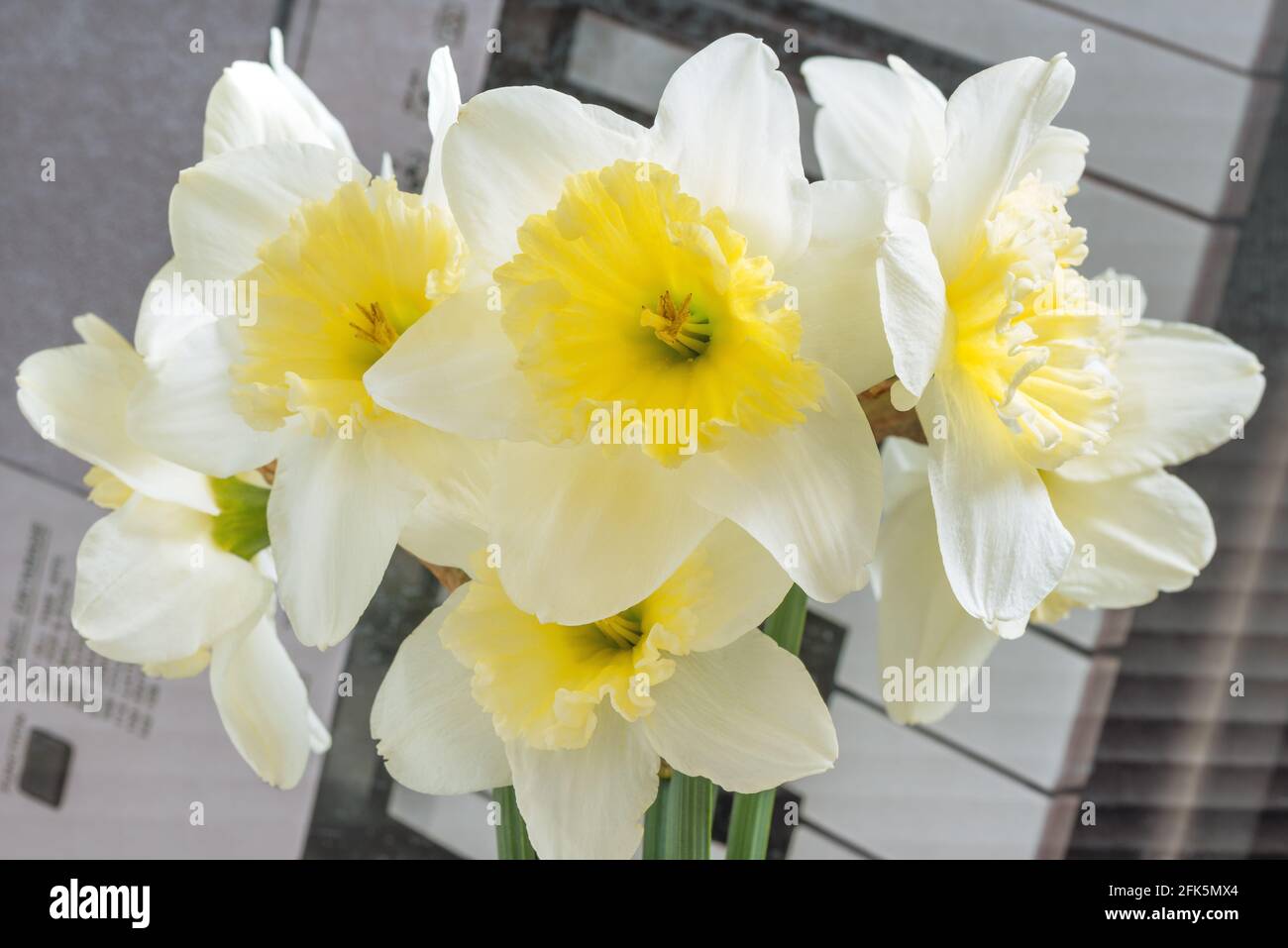 Largecrowned white daffodils with a corrugated crown. This spring
