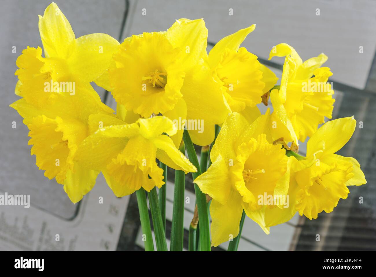 Largecrowned yellow daffodils with a corrugated crown. This spring