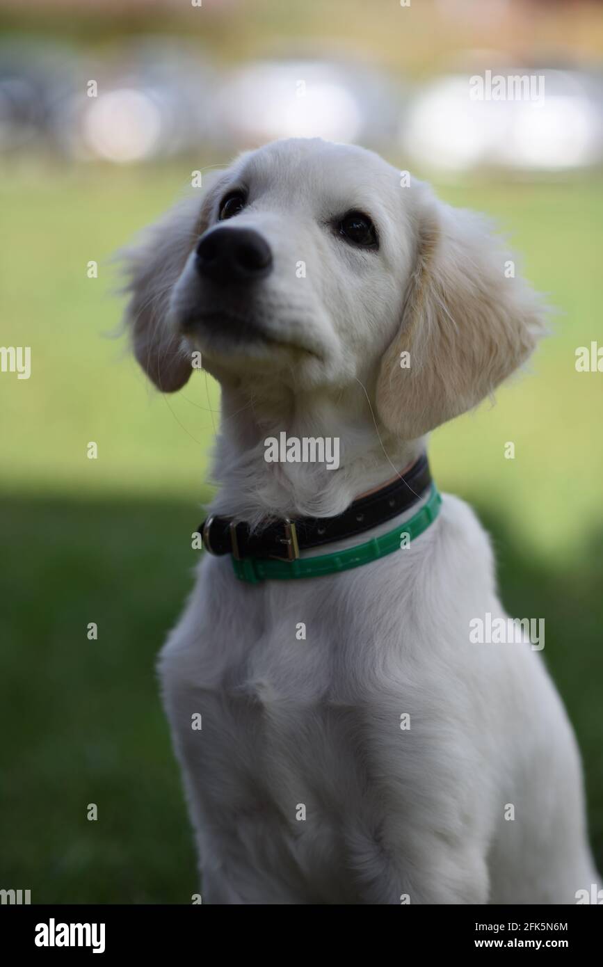 Selective shot golden retriever hi-res stock photography and images - Alamy