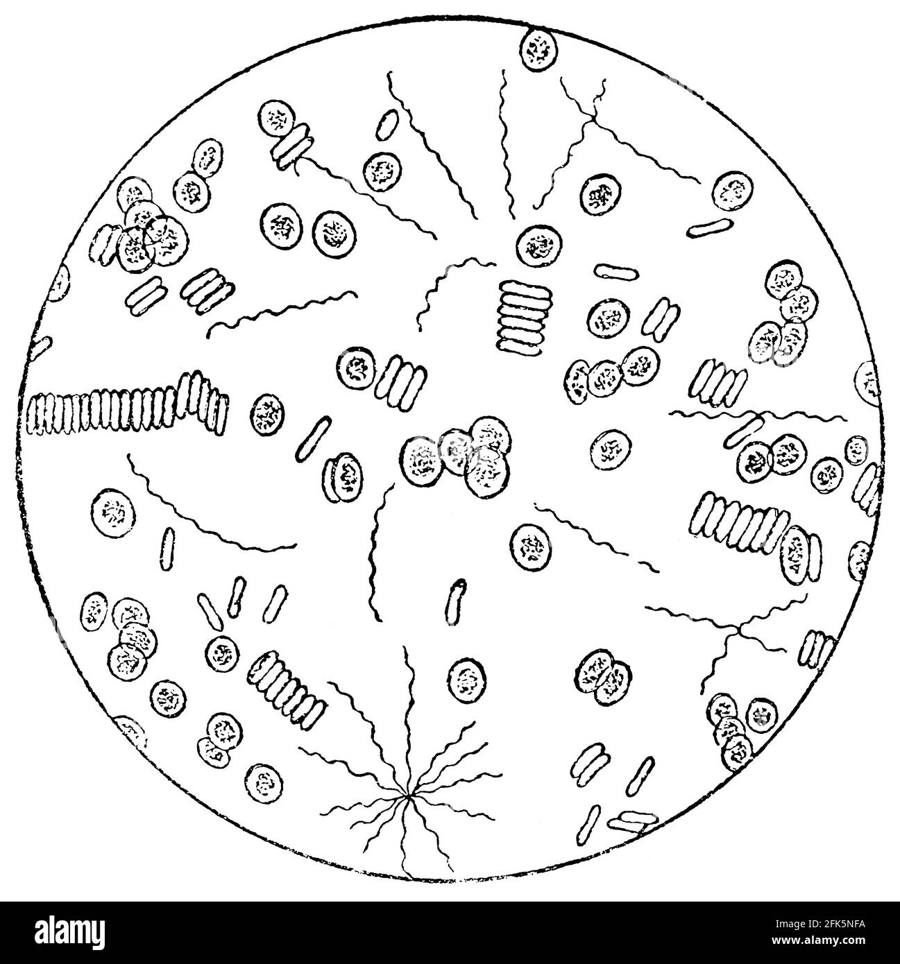Gram-negative bacteria of Spirillum. Illustration of the 19th century. Germany. White background. Stock Photo
