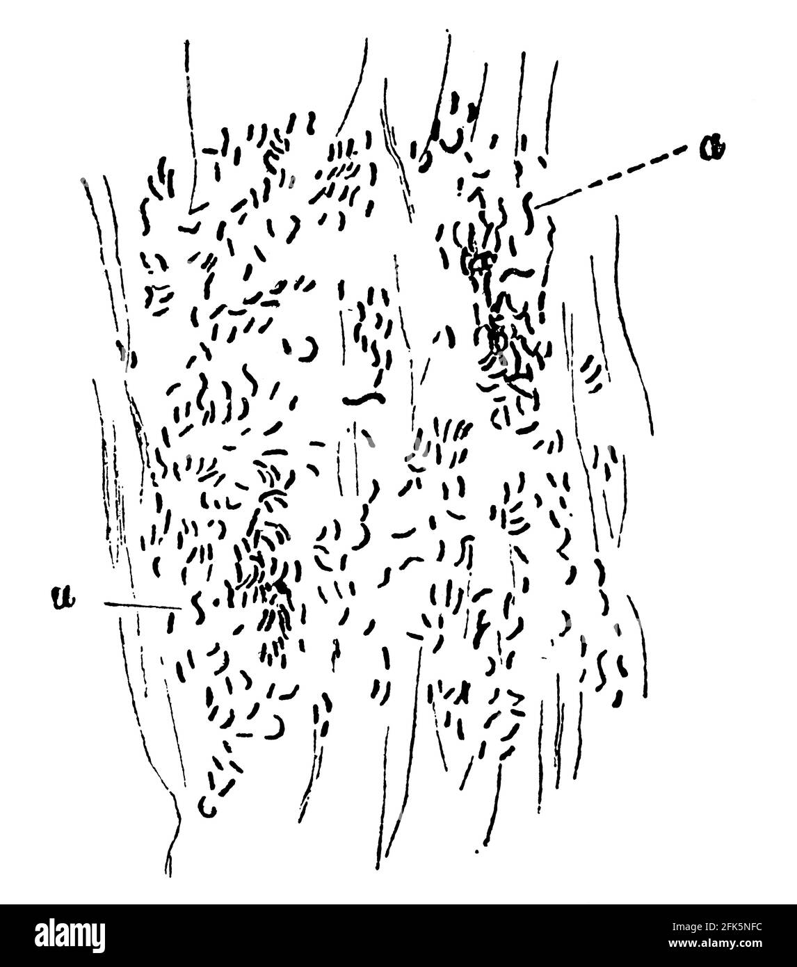 The bacterium Vibrio cholerae (Cholera) from feces on damp canvas. Illustration of the 19th century. Germany. White background. Stock Photo