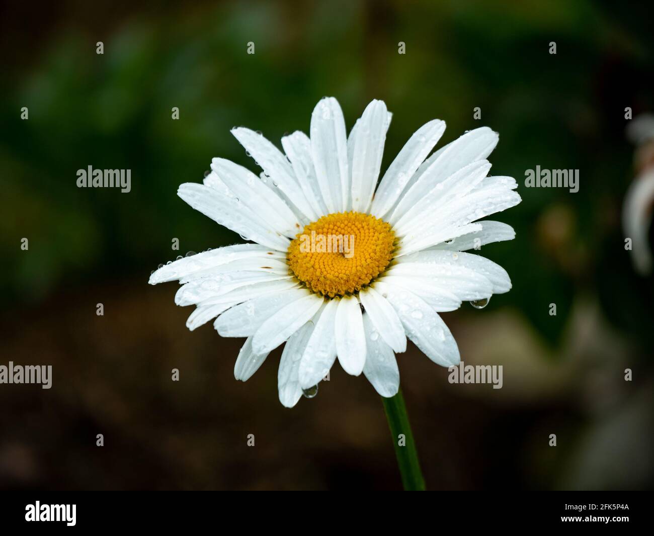 Oxeye Daisy, Dog Daisy or Marguerite (Leucanthemum vulgare) is the Beautiful and Simple Flower with White Petals and Yellow Center in the Middle of a Stock Photo