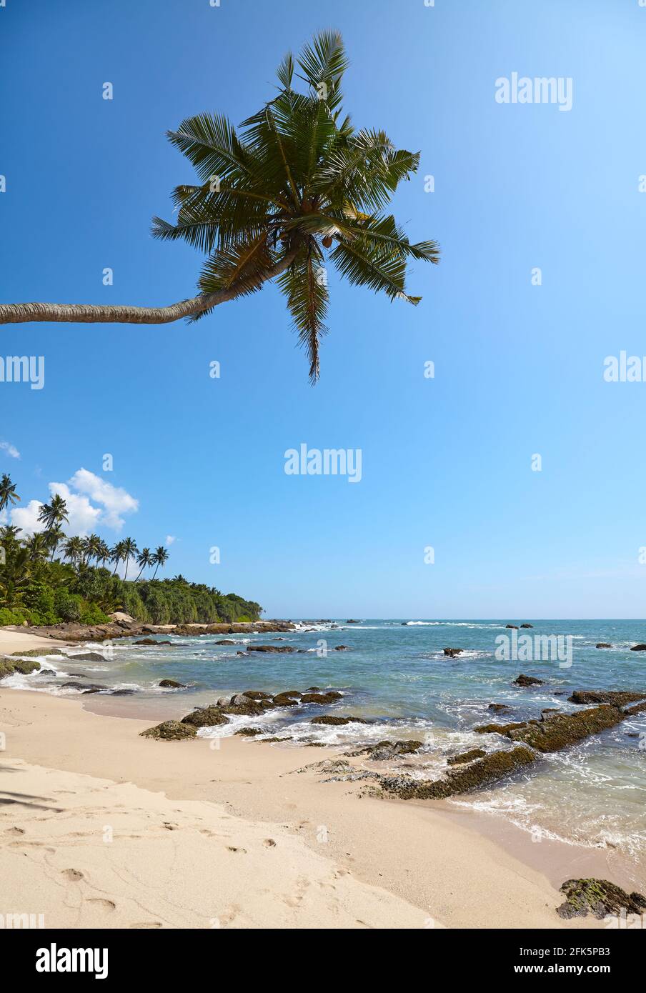 Tropical beach with coconut palm tree on a sunny summer day Stock Photo ...