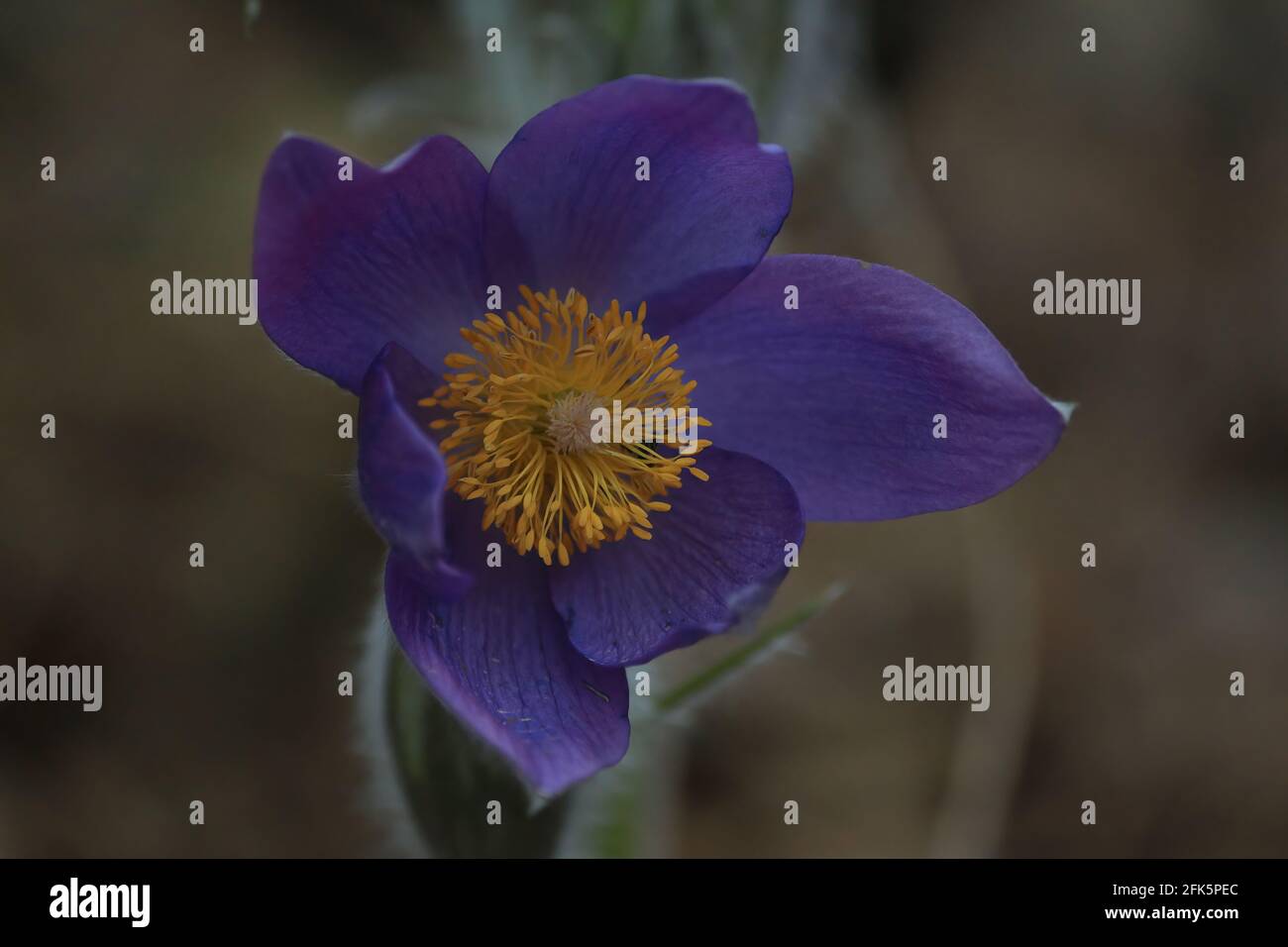 A full blooming Pulsatilla patens bud with purple petals and a yellow center close-up in the open air in springtime. Eastern pasqueflower flower head. Stock Photo