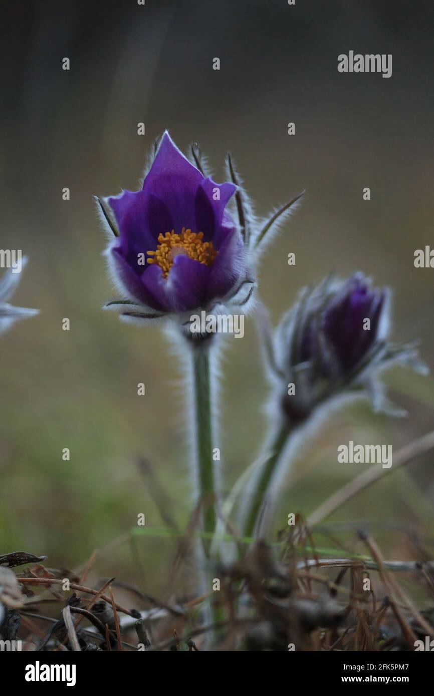 Pulsatilla patens. Endangered plant species. Close-up of purple eastern pasqueflower in silvery villi. Purple flower with yellow orange center. Stock Photo