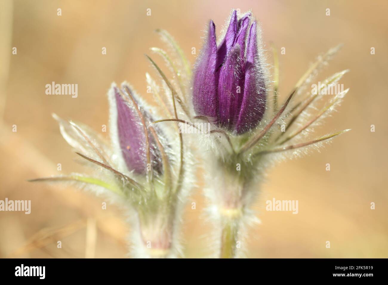 Pulsatilla patens, eastern pasqueflower, spreading anemone. Purple unopened buds of spring forest flowers with silvery villi sparkling in sunlight. Stock Photo