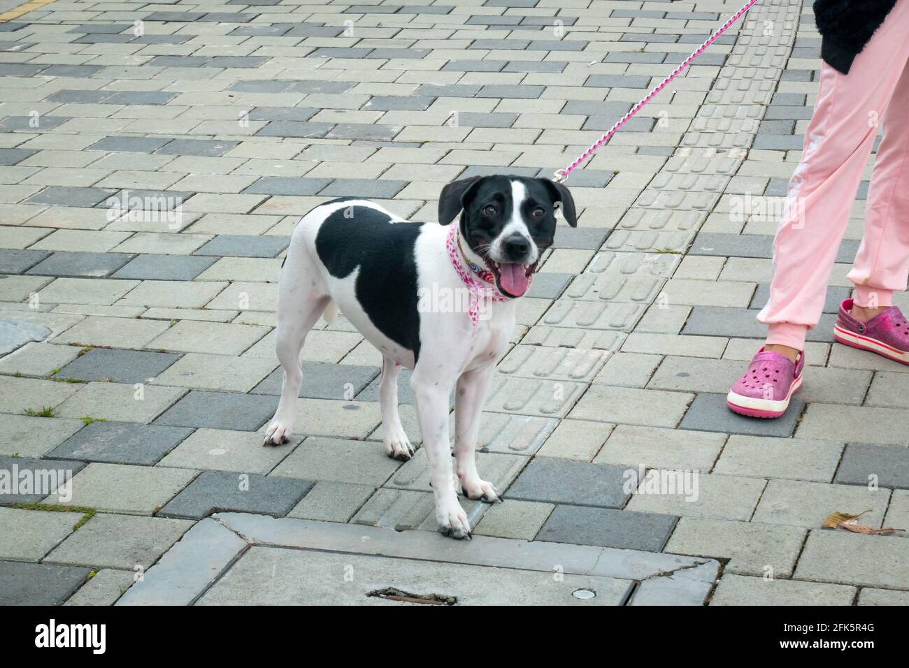 Guatapé, Antioquia, Colombia - April 4 2021: Black and White Mongrel Dog Wearing a Pink Collar and Leash is Panting next to his Mistress who is Dresse Stock Photo