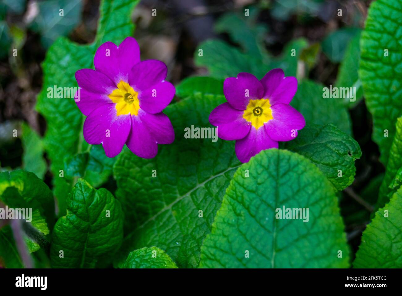 Purple primroses hires stock photography and images Alamy