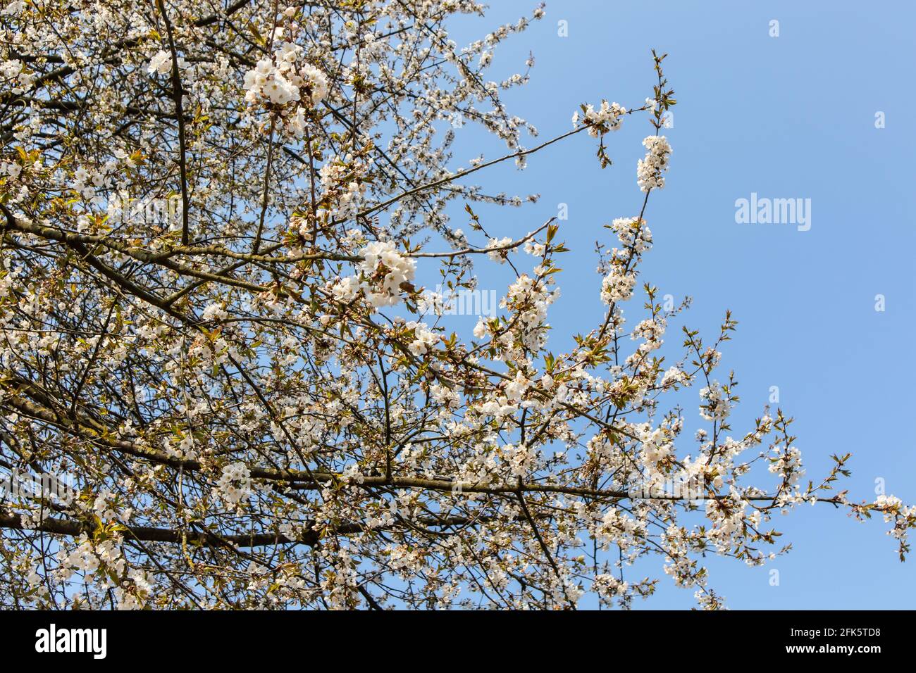 Low angle shot of a blossoming tree branches with blue sky on the ...