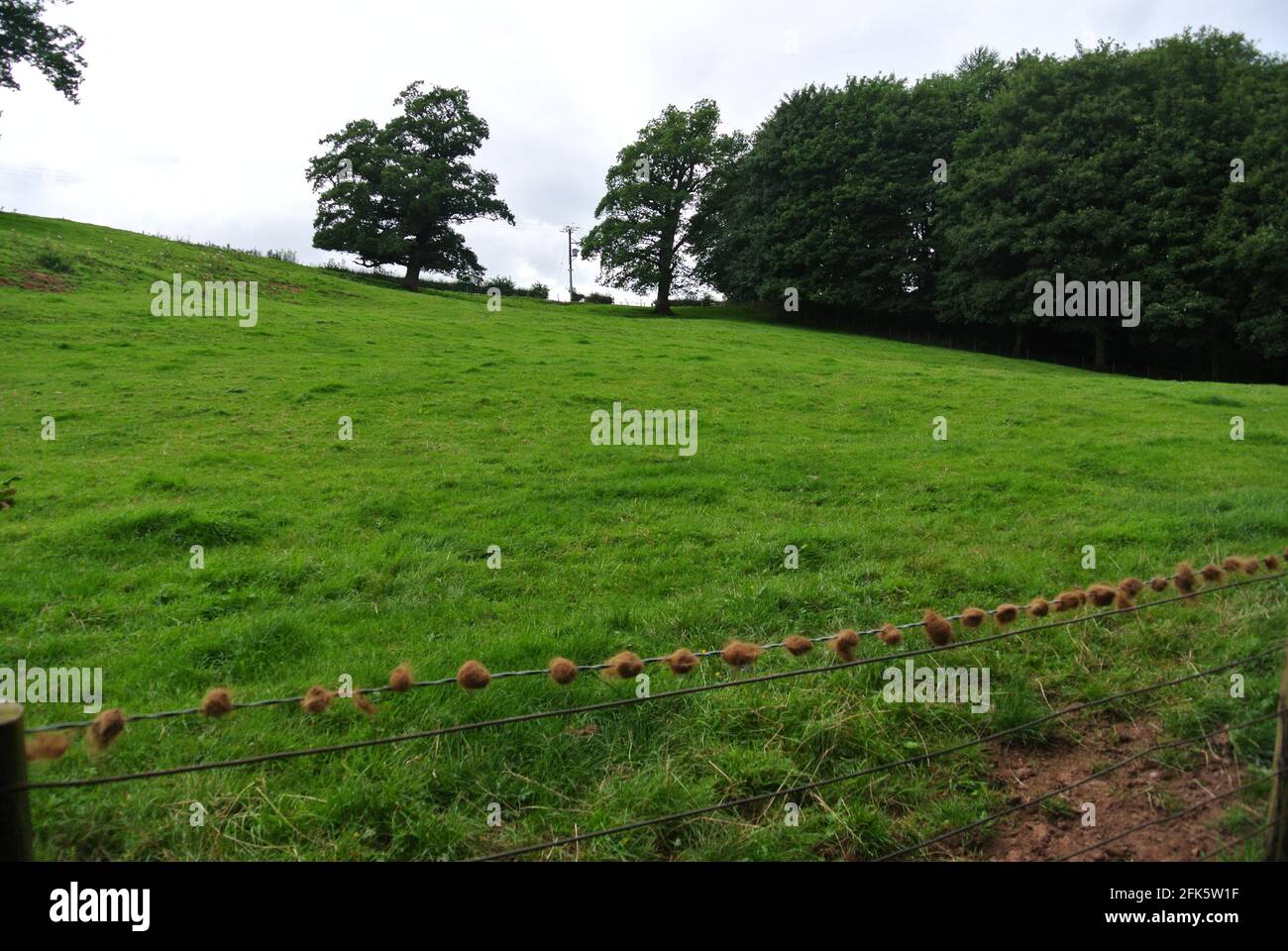 Highland Cattle Hair on a fence 3 Stock Photo