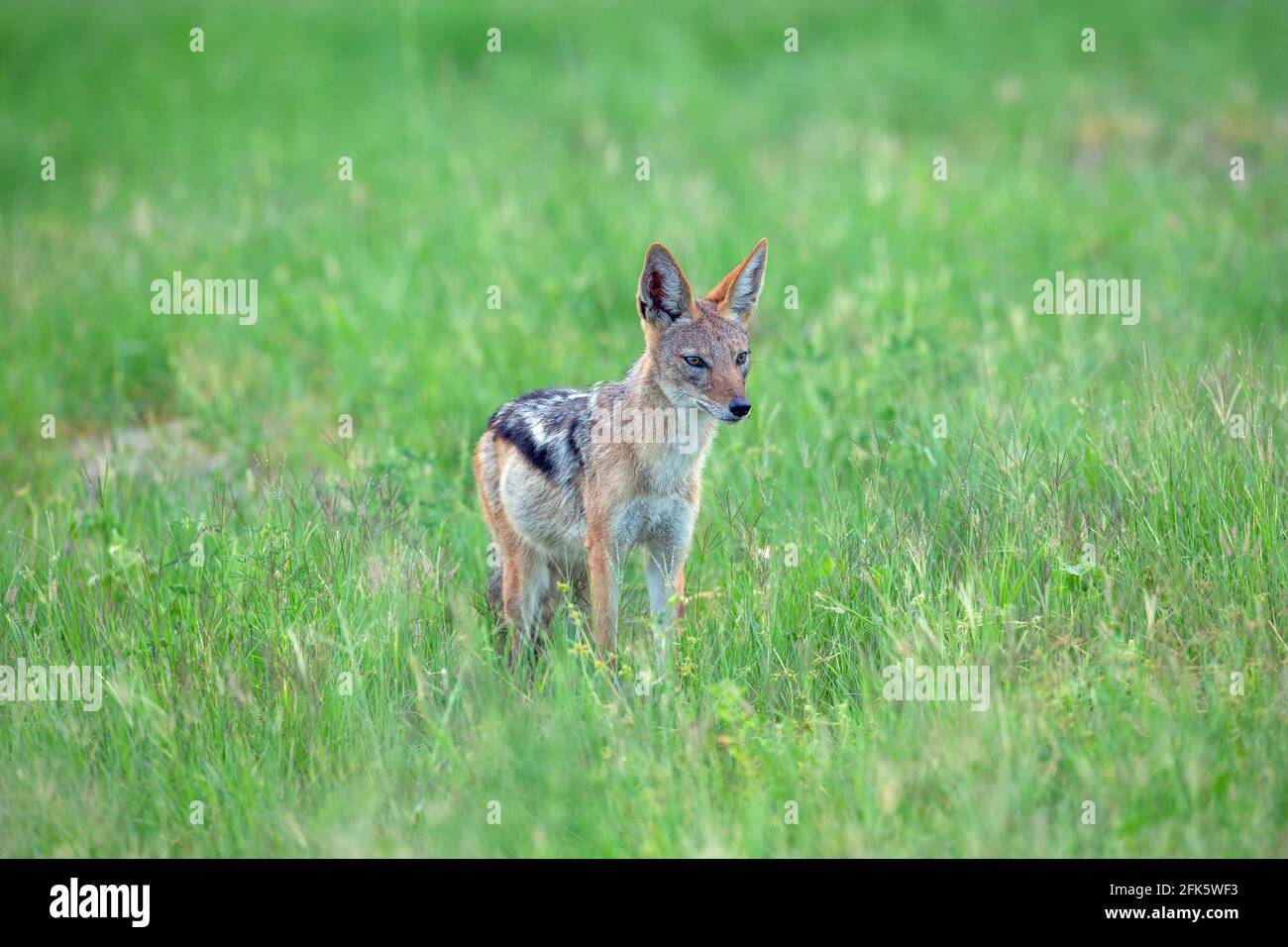 Black-backed Jackal (Canis mesomelas). Standing amongst tall grasses waiting for small animals to unintentionally give themselves away as prey items. Stock Photo