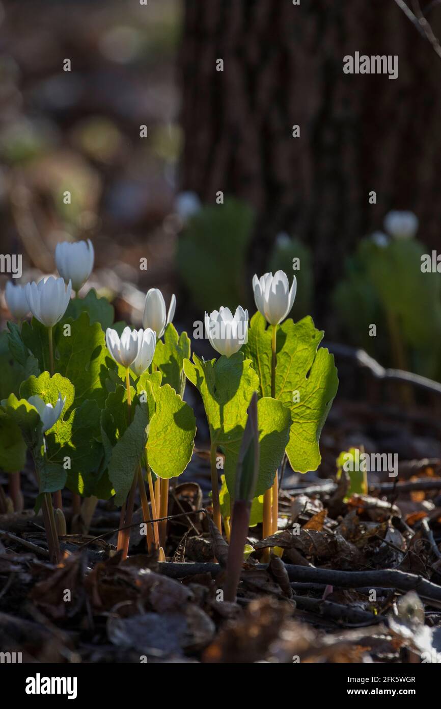 Sanguinaria canadensis is also known as Canada puccoon, bloodwort,redroot, red puccoon, and sometimes pauson Stock Photo
