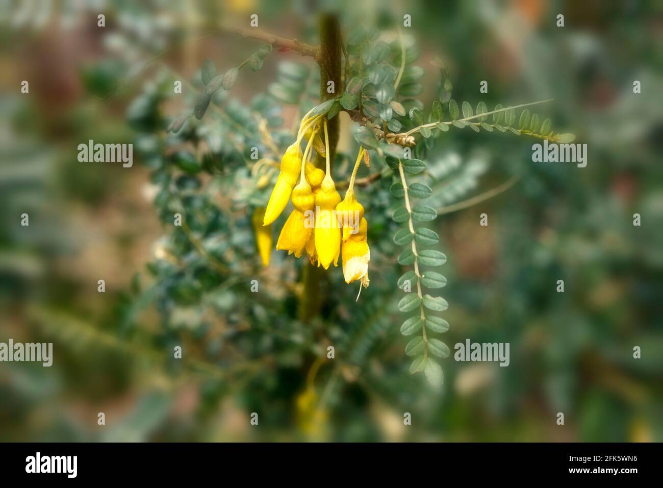 Sophora Sun King = 'Hilsop', kowhai [Sun King], Sophora 'Hilsop', Sophora 'Sun King', flowers and foliage Stock Photo