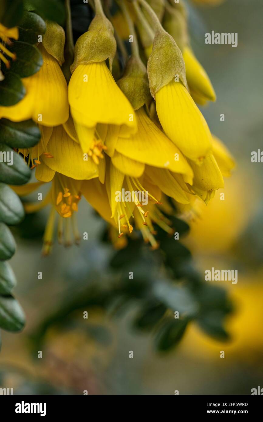 Sophora Sun King = 'Hilsop', kowhai [Sun King], Sophora 'Hilsop