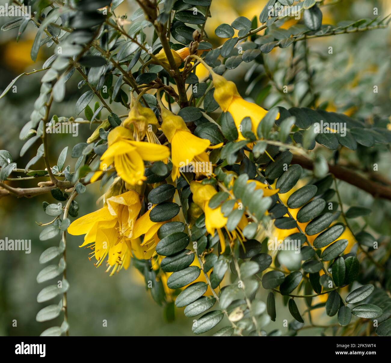 Sophora Sun King = 'Hilsop', kowhai [Sun King], Sophora 'Hilsop