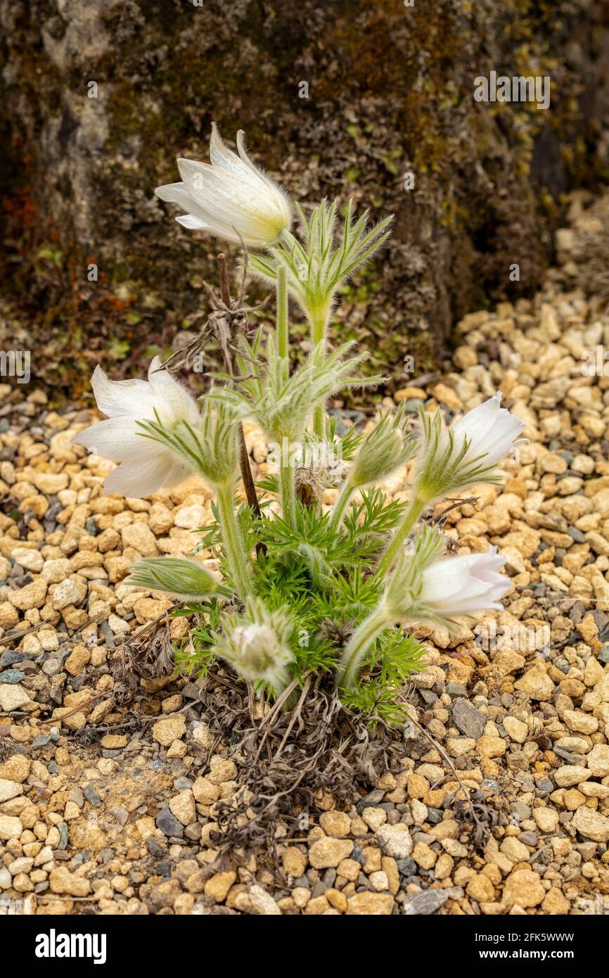 Pulsatilla Vulgaris – Pinwheel White in flower. Sunny spring day Stock Photo