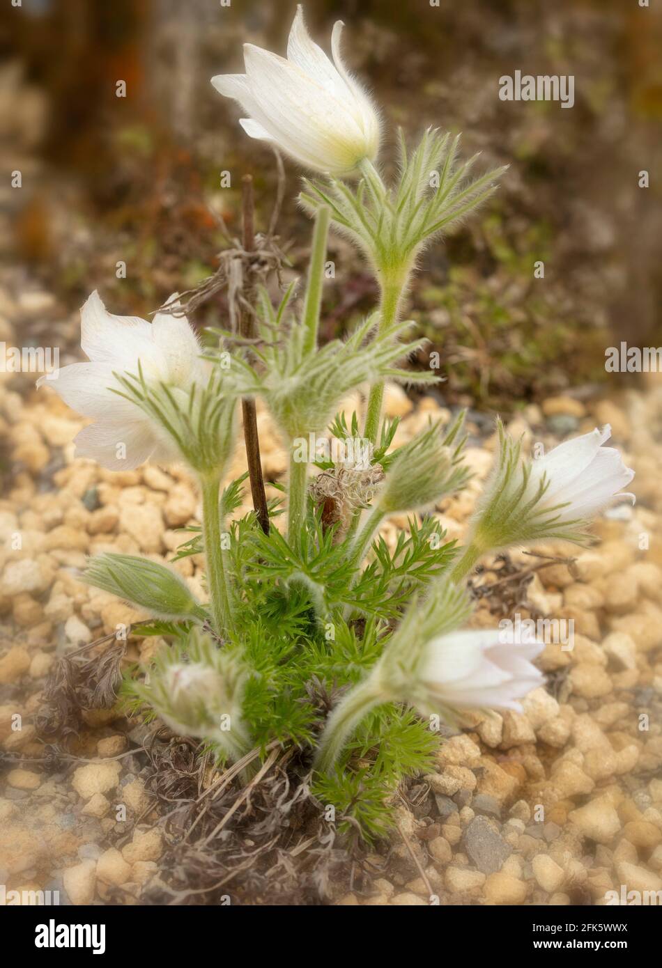 Pulsatilla Vulgaris – Pinwheel White in flower. Sunny spring day Stock Photo