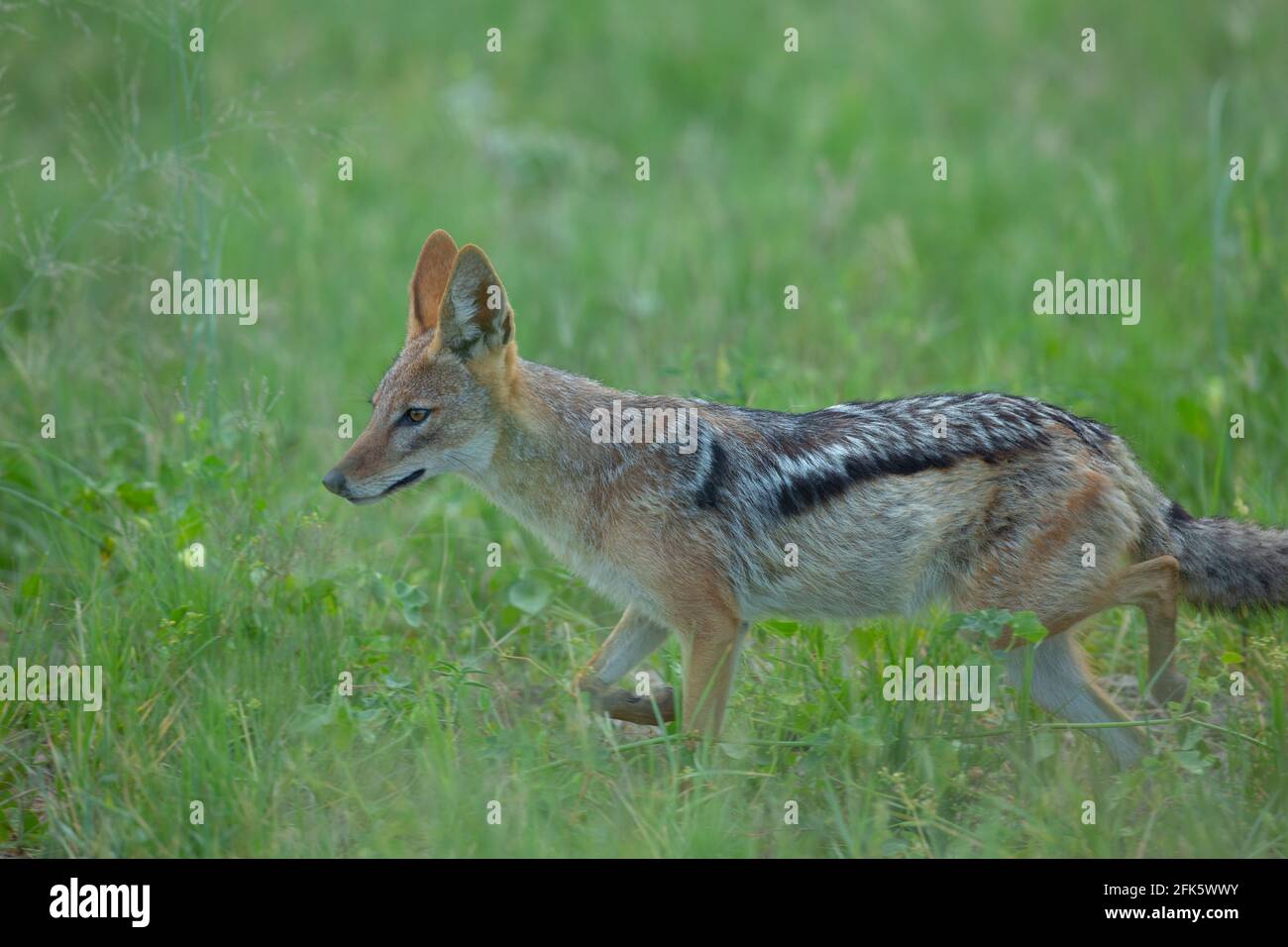 Black-backed Jackal (Canis mesomelas). Profile. Side view. Fur, coat, body  markings. Locomotion, Movement, trotting, activity. Light footed tread. Sp Stock Photo