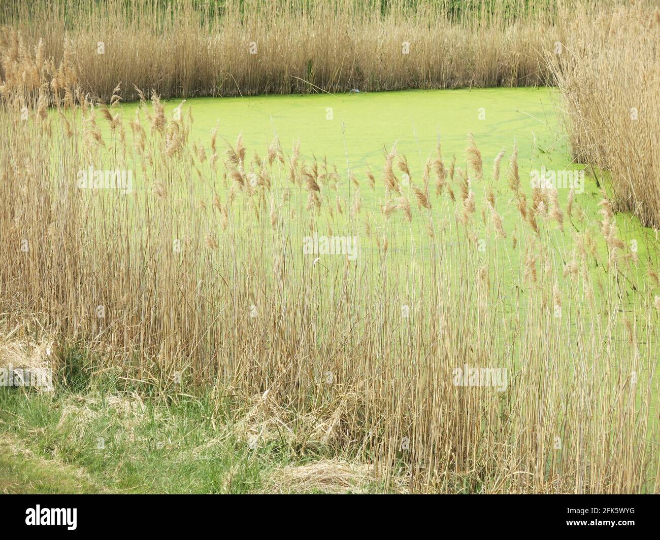 A wetlands habitat on the River Deben estuary in Suffolk, with tall