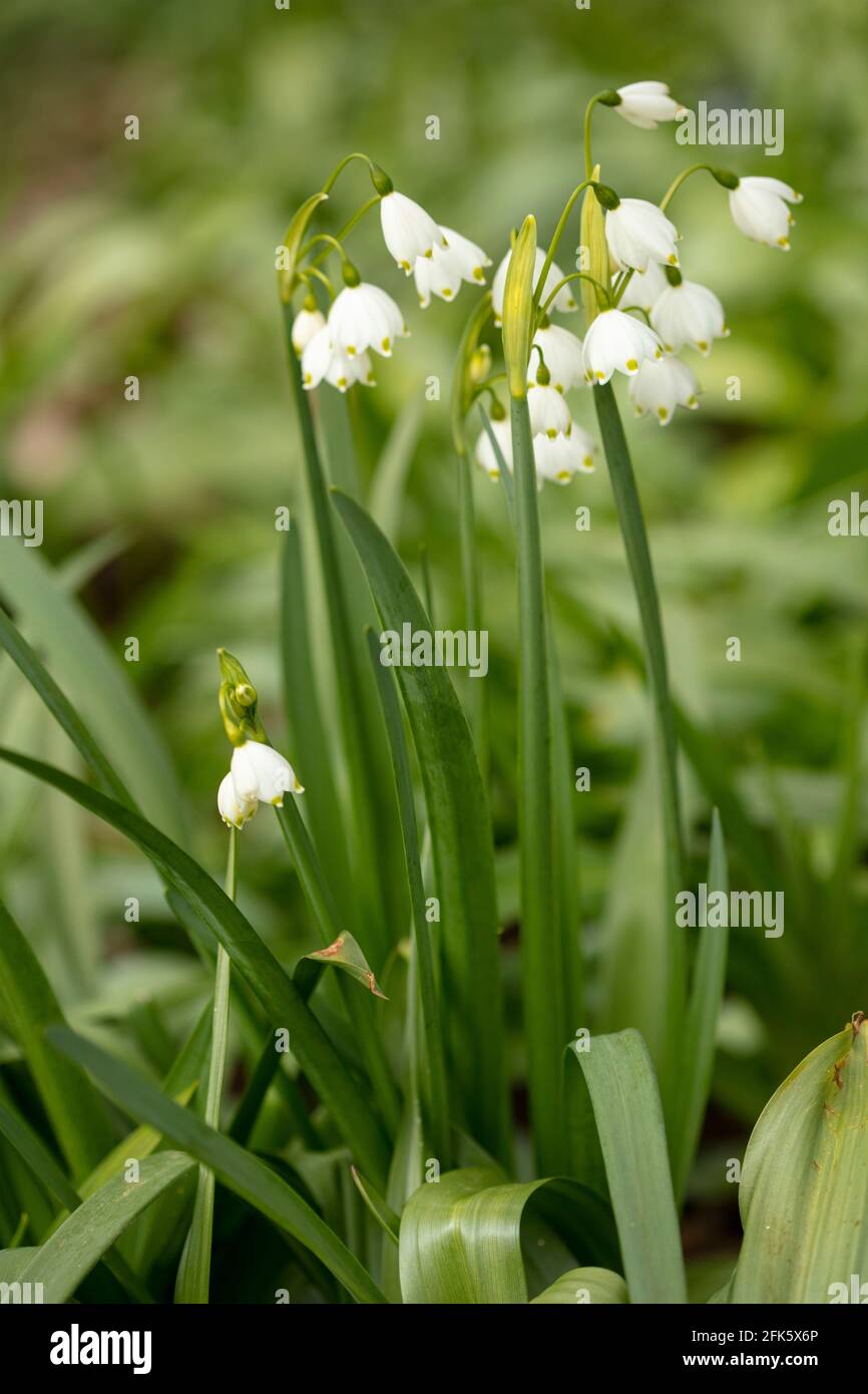 Leucojum Aestivum – Gravetye Giant, summer snowflake 'Gravetye Giant', Leucojum aestivum 'Gravetye', flowering in spring Stock Photo
