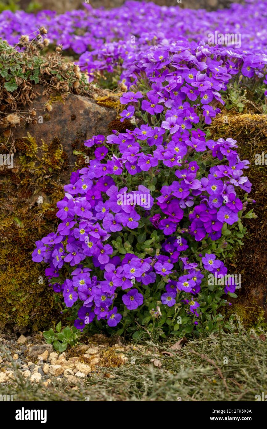 Mound of Aubrieta gracilis 'Kitte Blue', aubrieta 'Kitte Blue', flowering on a spring day Stock Photo