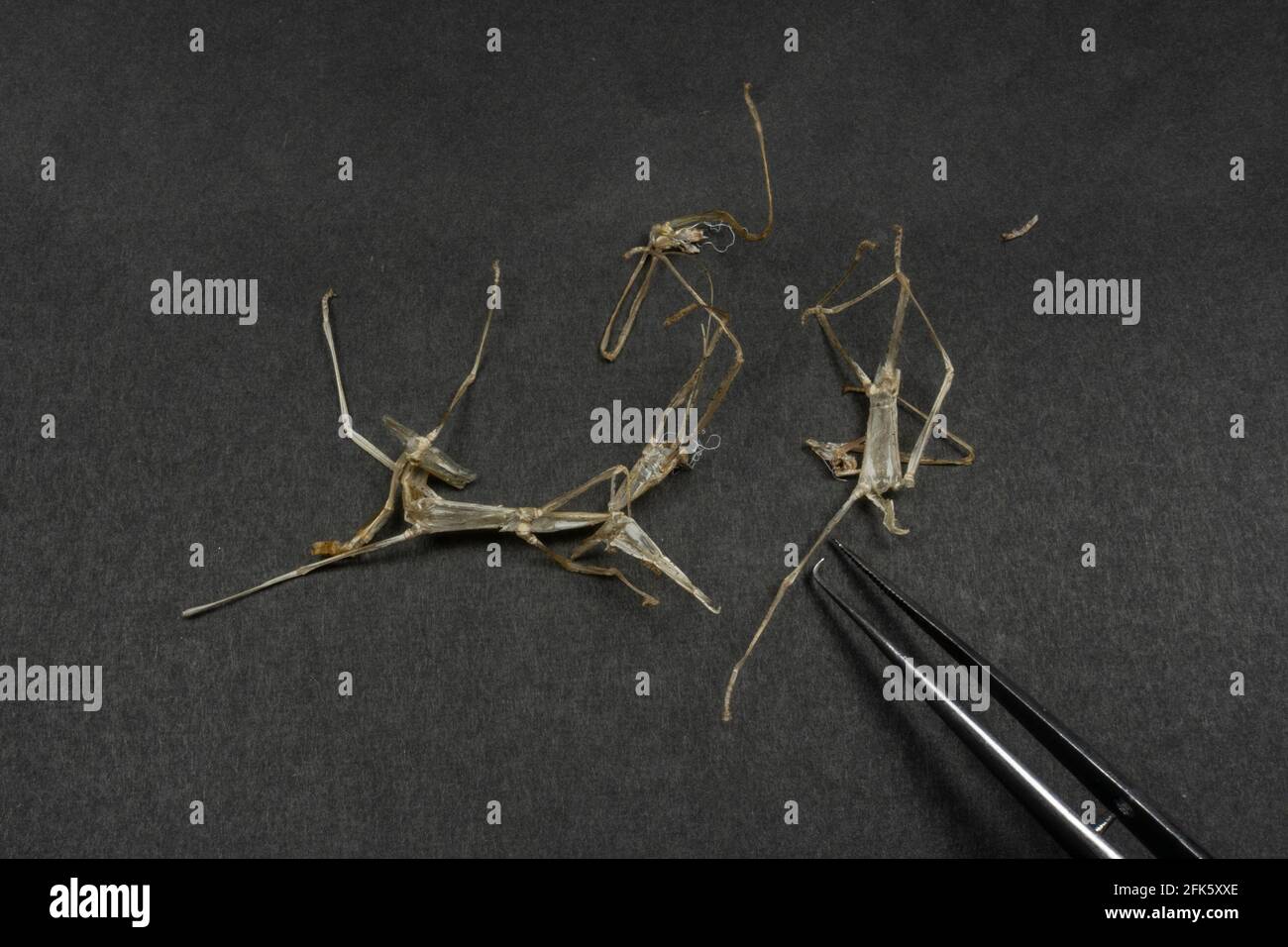 The molts of several Indian stick insects (Carausius morosus). Stock Photo