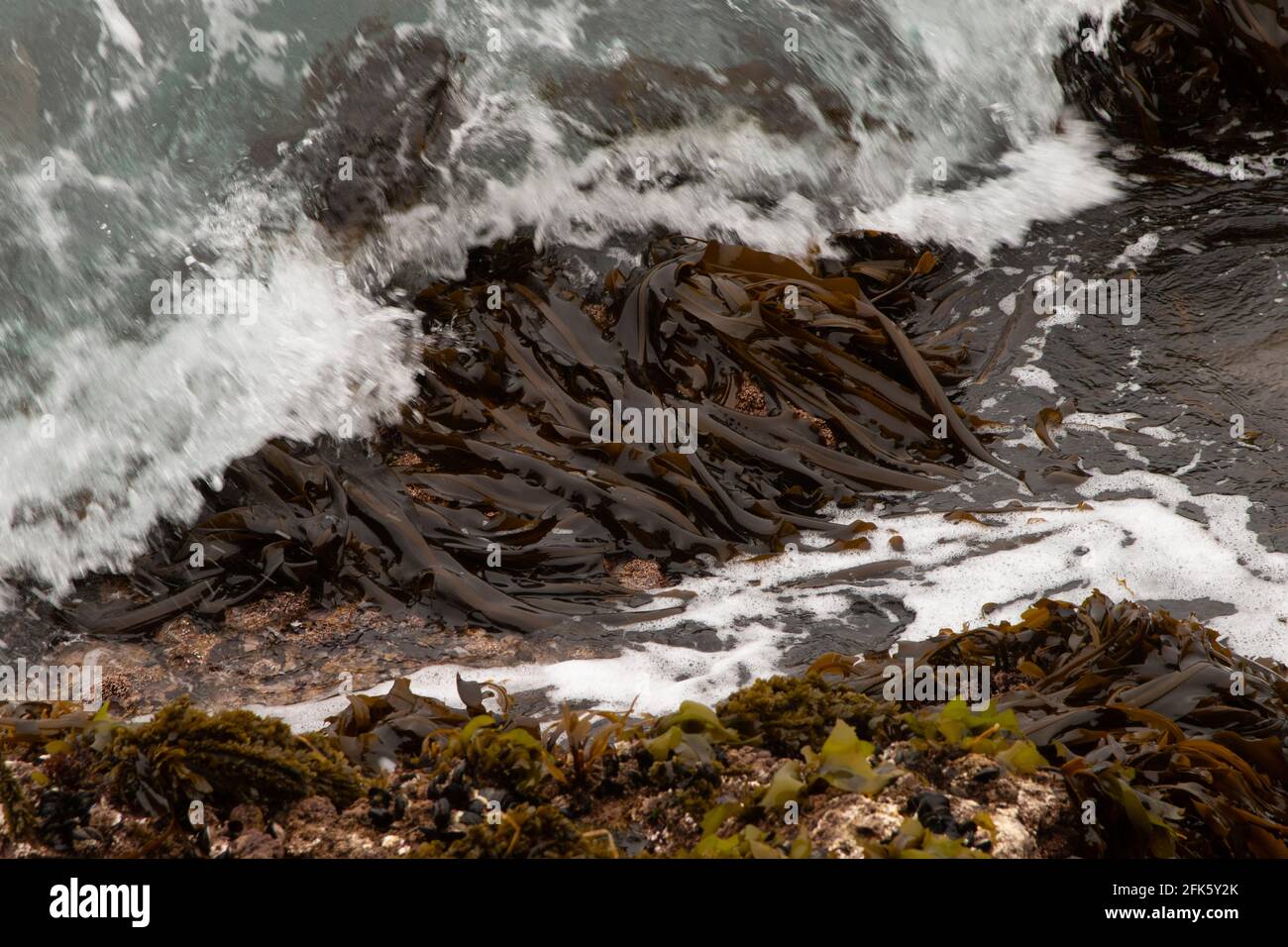 Kelp bed, Pacific Ocean, tide, Central Coast, Big Sur