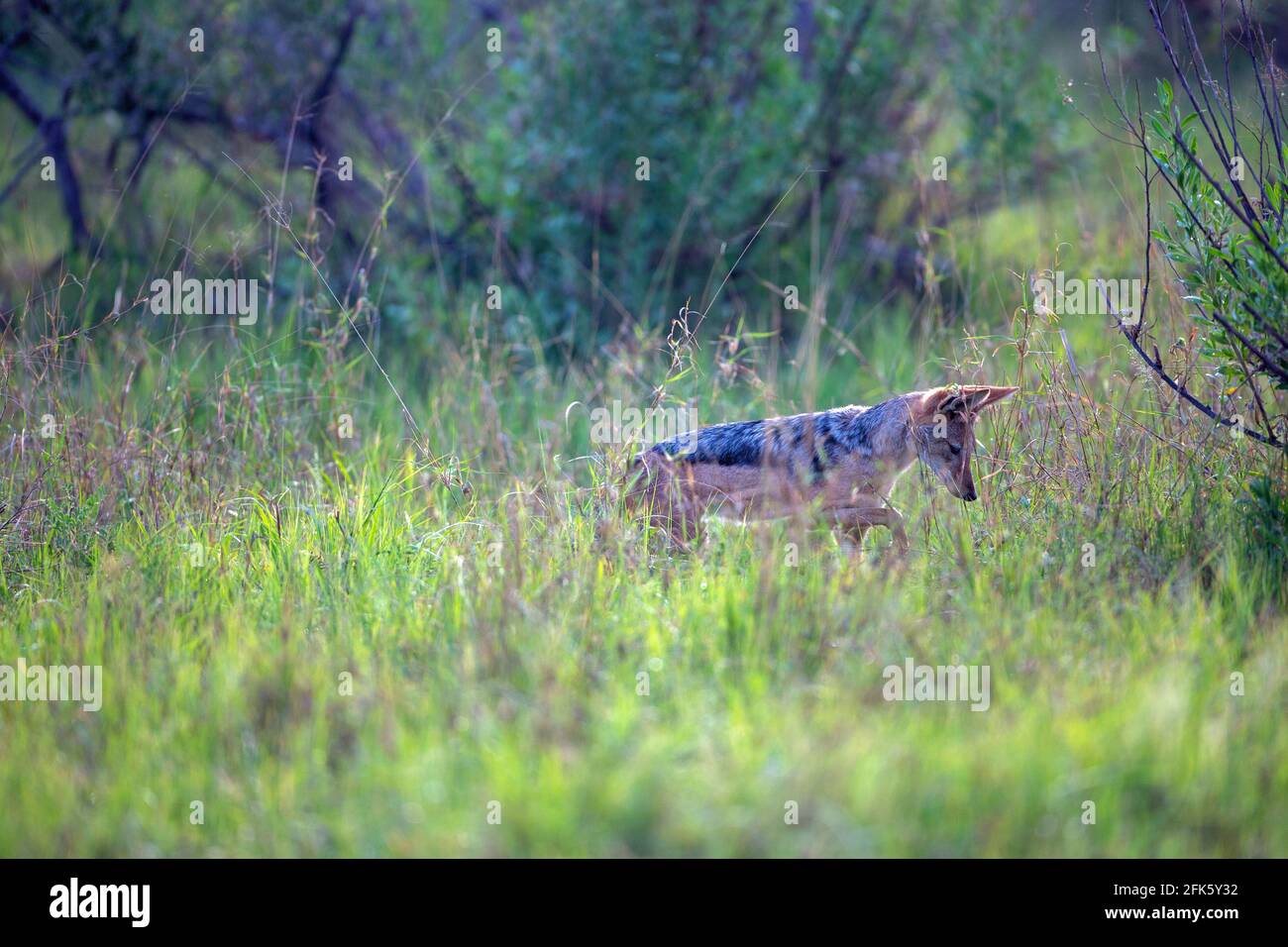 Black-backed Jackal (Canis mesomelas). Profile. Side view. Posture. Hunting. Patiently waiting for a small animal to reveal itself from amongst savann Stock Photo