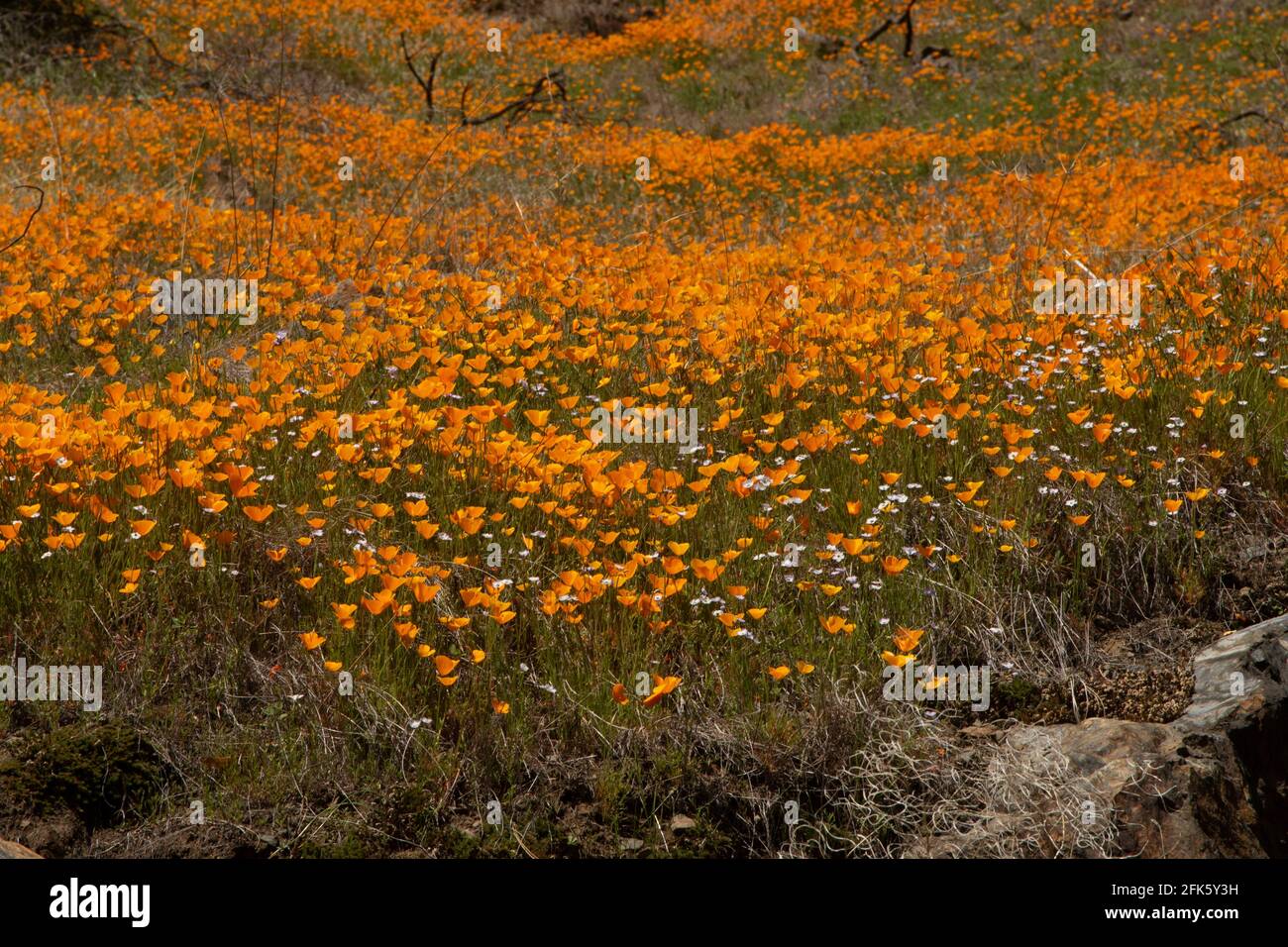 California Poppy display, Eschscholzia californica, native wildflower