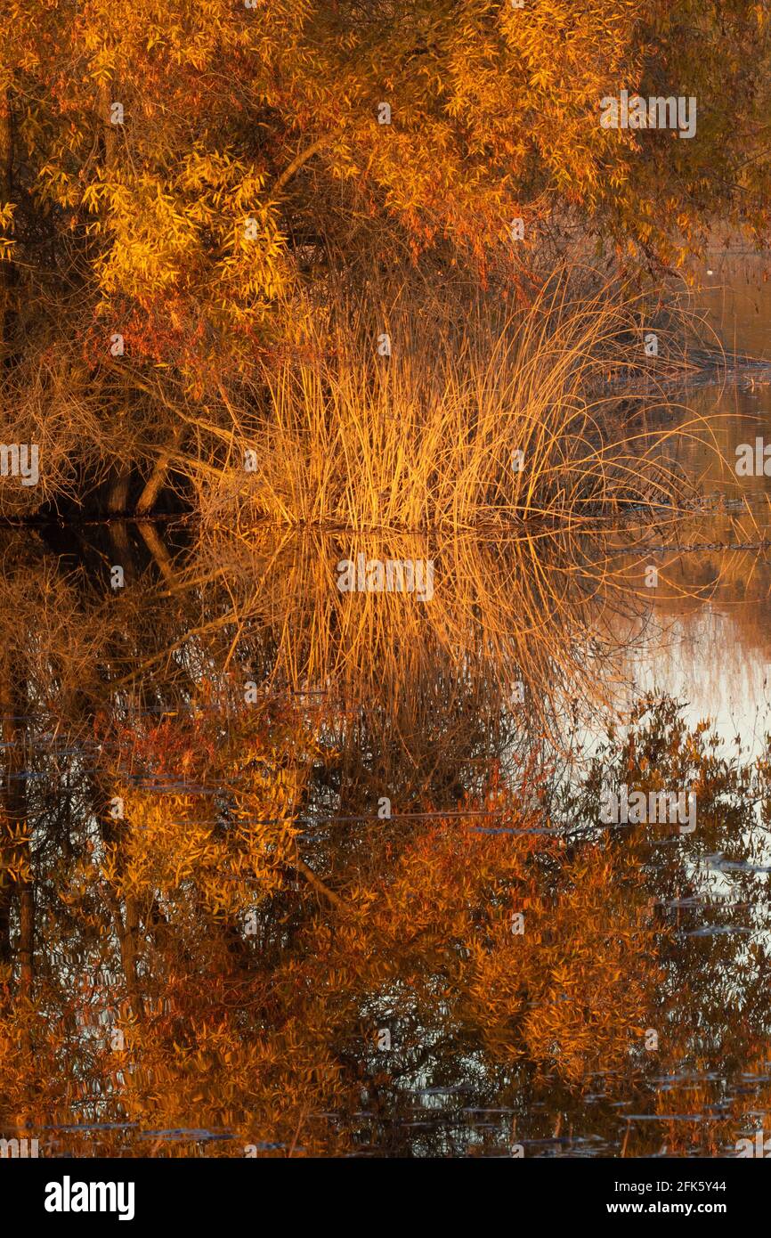 Fall foliage reflections, willow, hardstem bulrush, wetland, San Joaquin Valley, San Luis National Wildlife Refuge, Merced County, California Stock Photo