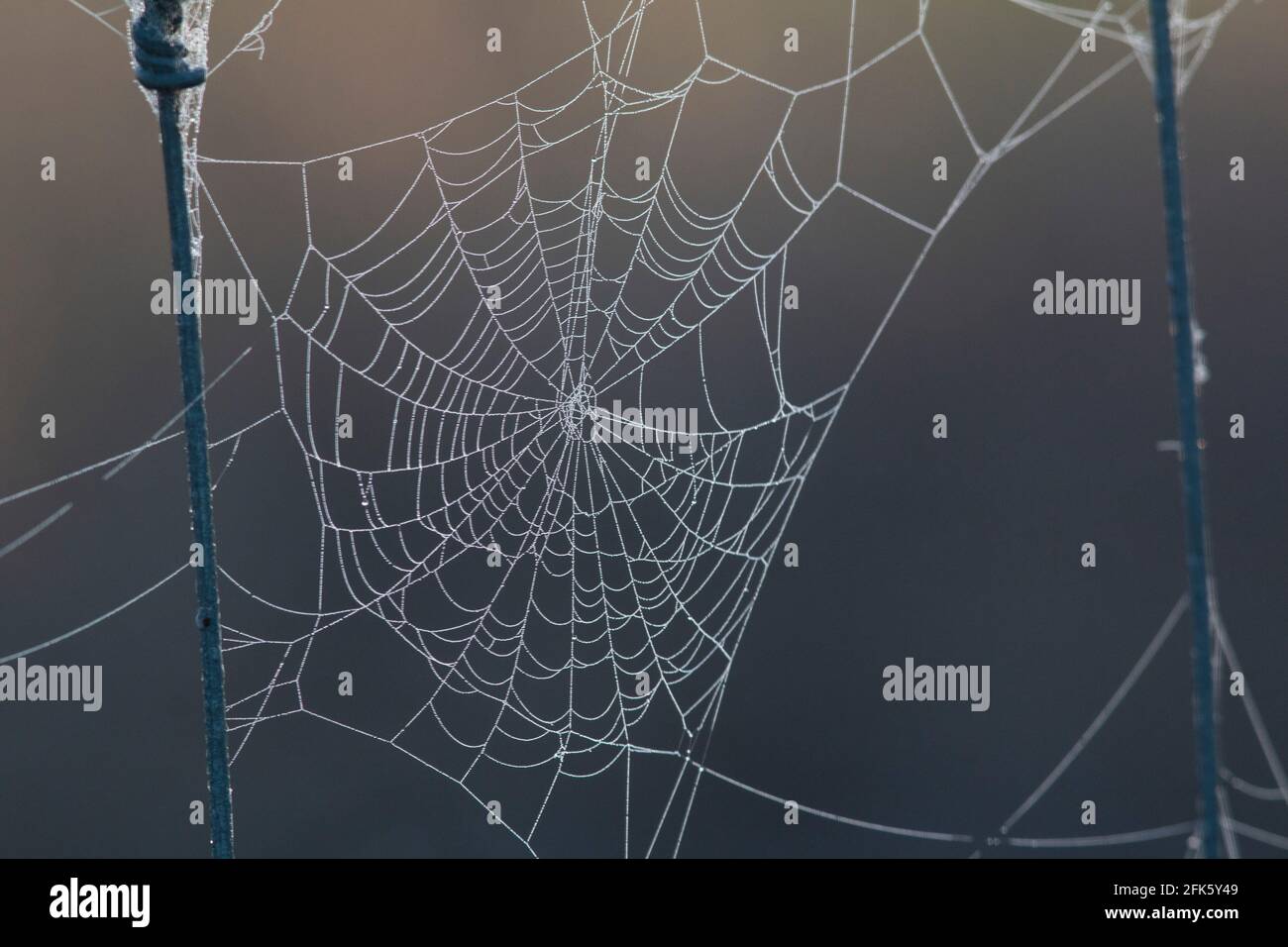 Spider web, dew-covered, natural pattern, San Joaquin Valley, Grasslands Ecological Area, Merced County, California Stock Photo